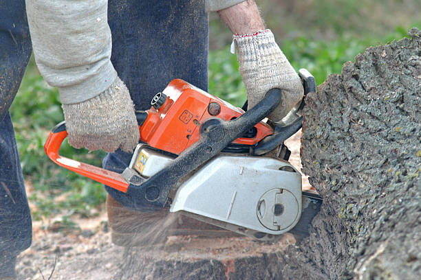 Tree and Shrub Care in Wise, VA